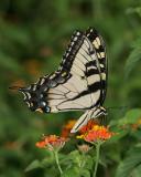 Tiger Swallowtail