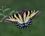 Eastern Tiger Swallowtail (female)