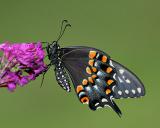 Black Swallowtail (female)