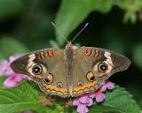 Common Buckeye