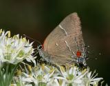 White M Hairstreak