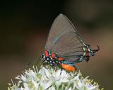 Great Purple Hairstreak