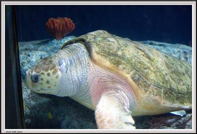 Aquarium - IMG_2101.jpg