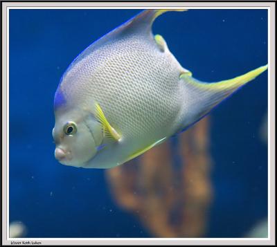 Aquarium - IMG_2108 - Crop.jpg