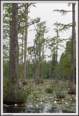 Cypress Gardens - IMG_2136.jpg