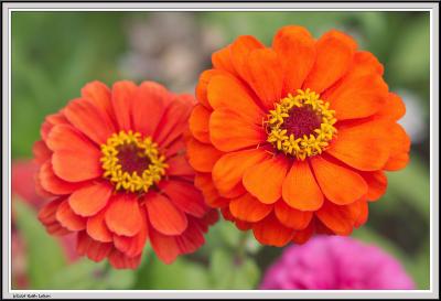 v3/84/288984/3/47212918.CypressGardensIMG_2206.jpg