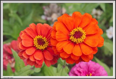 v3/84/288984/3/47213089.CypressGardensIMG_2208.jpg