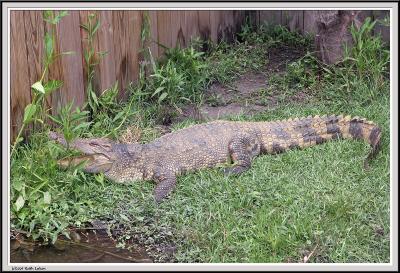 Cypress Gardens - IMG_2216.jpg