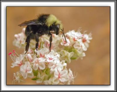Bee on Wildflower