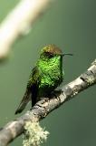Costa Rica - Birds