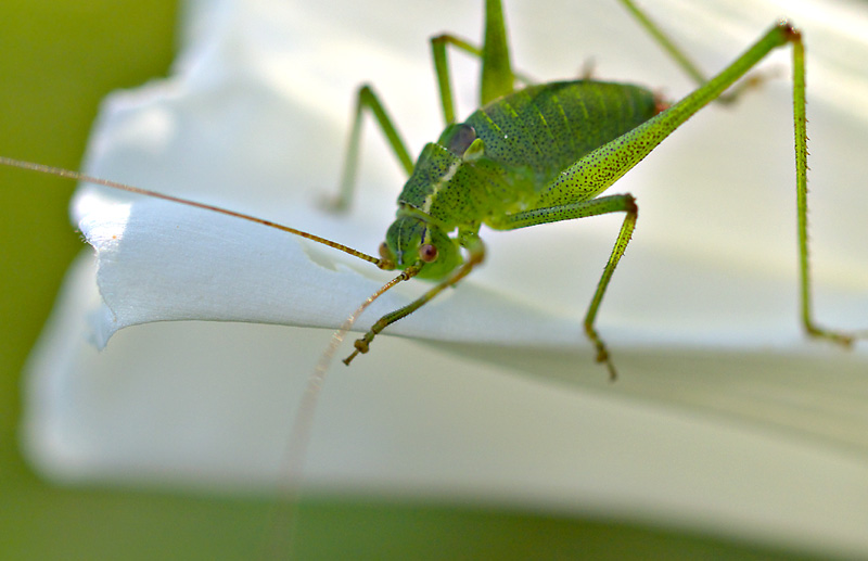Speckled Bush Cricket - 2 eating