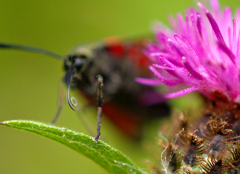 Cinnabar Moth eat2