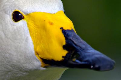 whooping? swan