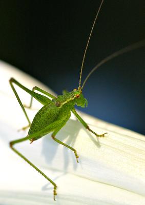 Speckled Bush Cricket - 1