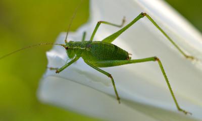 Speckled Bush Cricket 3