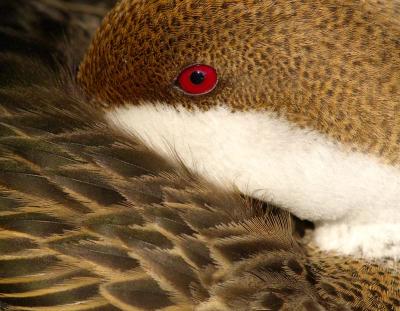 drake - White Cheeked (or Bahama) Pintail