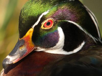 wood duck - drake (Aix sponsa)