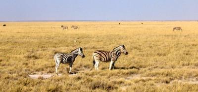 IMG_1344_zebras_crop_4wm.jpg