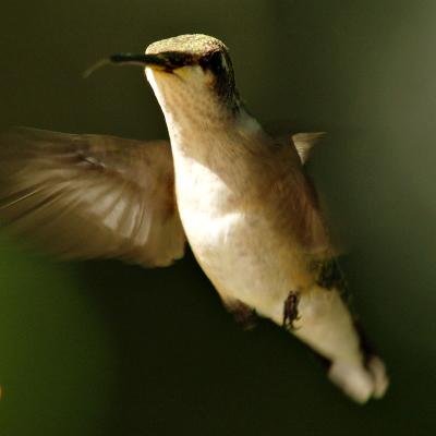 humming birds
