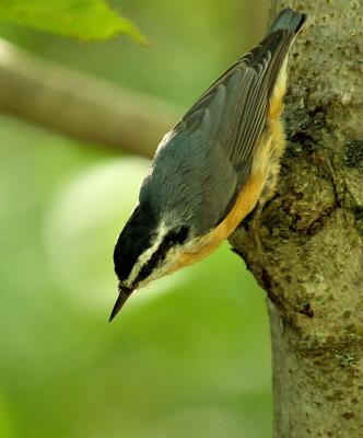nuthatch