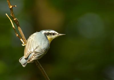small birds of the adirondacks - NY, USA