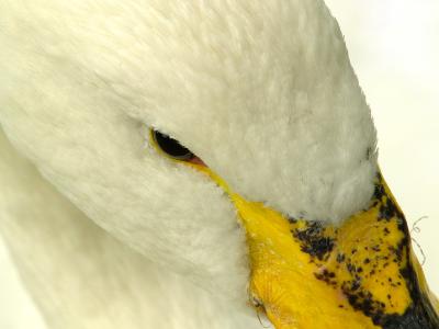 white I