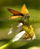 moth 2
