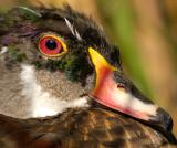 wood duck - hen