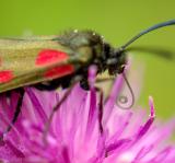 Cinnabar Moth eat3