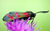 Cinnabar Moth 1