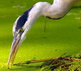 P7243248_heron_eat_crop_4wm.jpg