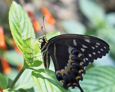 Papilio palamedes - palamedes swallowtail