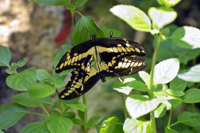 Papilio thoas (thoas swallowtail)