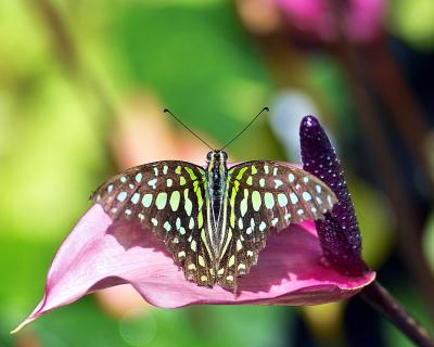 Graphium agamemnon (tailed jay) on anthurium