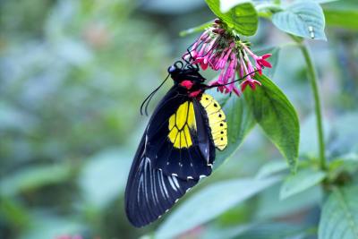 Troides rhadamanthus (birdwing) on pentas