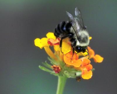 Bee IMG09883.jpg