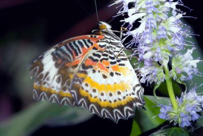 Cethosia hypsea (malay lacewing) on anise hyssop