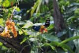 Heliconius butterfly