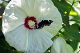 Hypolimnas bolina (egg fly) on hibiscus