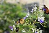 Danaus chrysippus (plain tiger) on blue butterfly