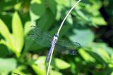 Swift Blue Darter