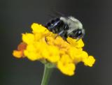 Bee IMG09880.jpg