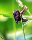 Robberfly eating Giant Waterbug.jpg