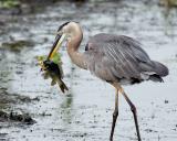 Great Blue Heron