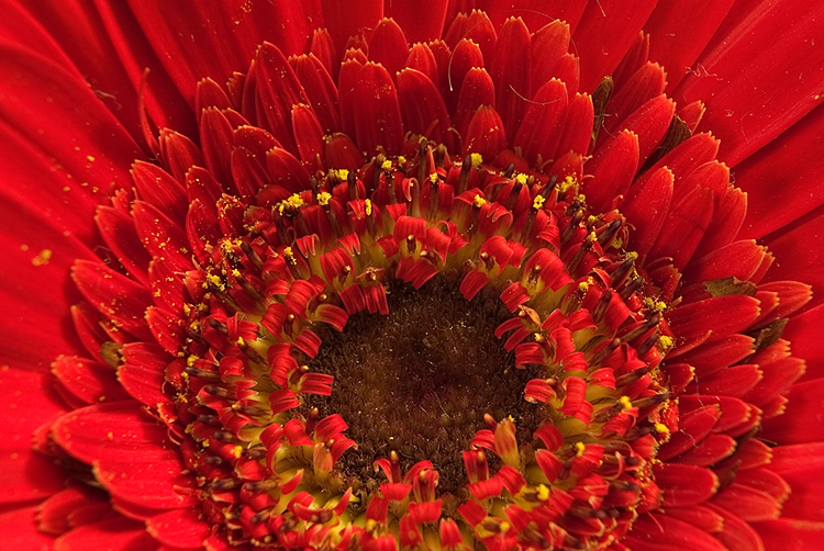 Gerbera