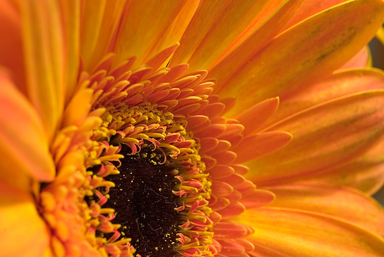 Gerbera