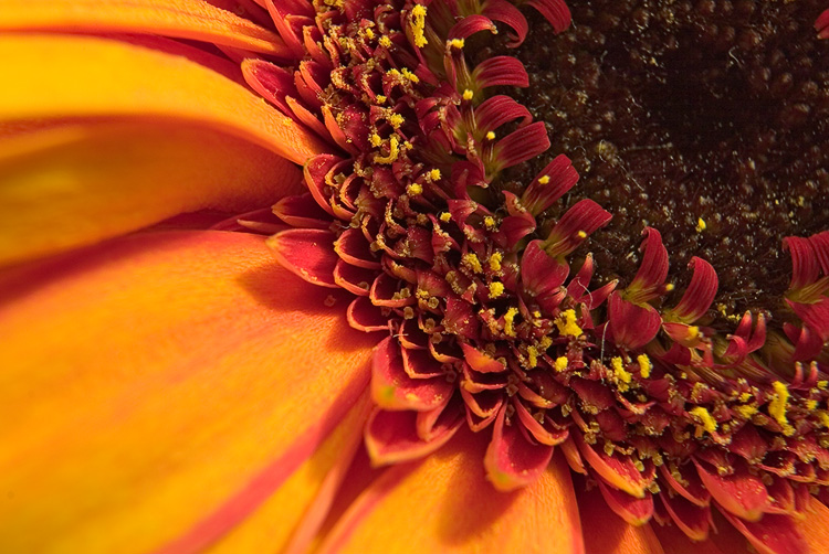 Gerbera