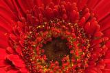 Gerbera