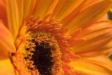 Gerbera