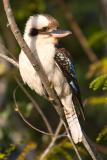 Kookaburra
